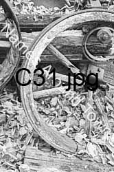 C31