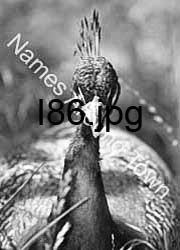 I86
