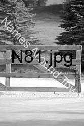 N81