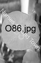 O86