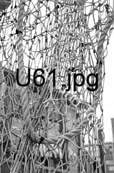 U61