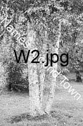 W2