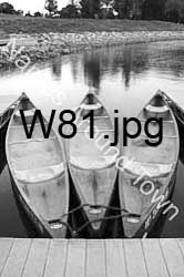 W81