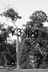 Y3