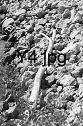Y4
