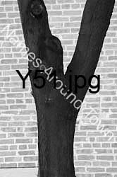 Y51