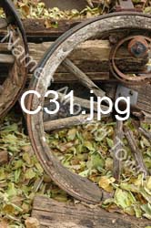 C31