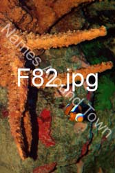 F82