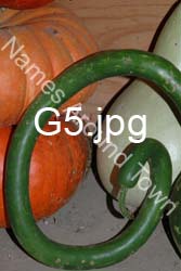G5