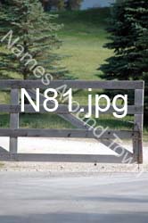 N81
