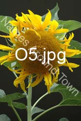 O5