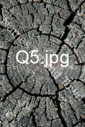 Q5