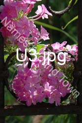 U3