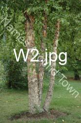 W2