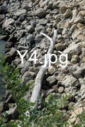 Y4