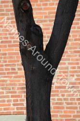 Y51