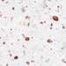 42-copper metallic fleck