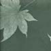 53-Green Maple